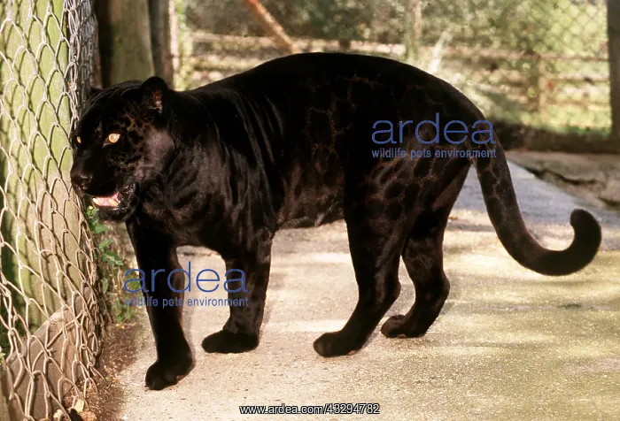 : BLACK JAGUAR - in capivity : BLACK JAGUAR - in capivity
