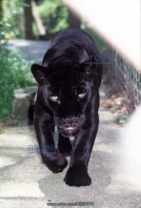 : BLACK JAGUAR - in captivity : BLACK JAGUAR - in captivity