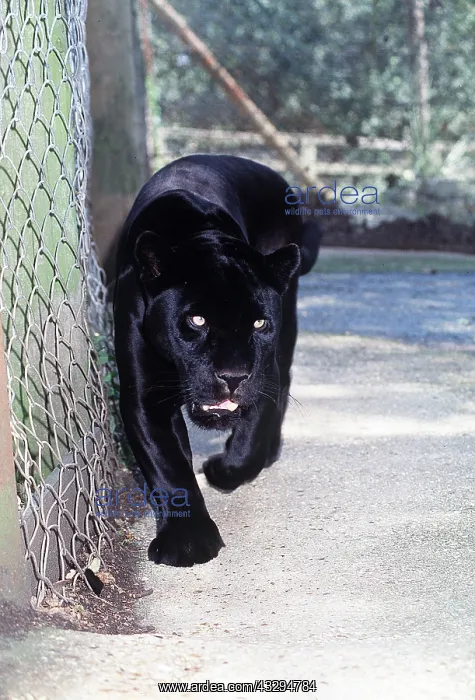 : BLACK JAGUAR - in captivity : BLACK JAGUAR - in captivity