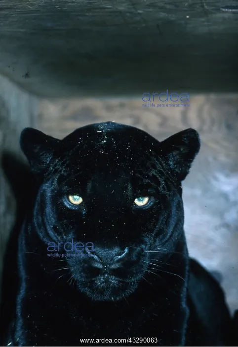 : BLACK JAGUAR - close-up of head, In captivity : BLACK JAGUAR - close-up of head, In captivity