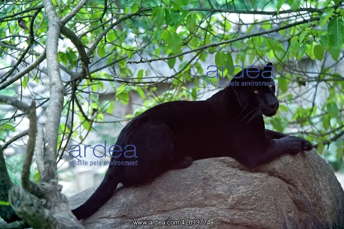 : Black Jaguar (melanin) : Black Jaguar (melanin)