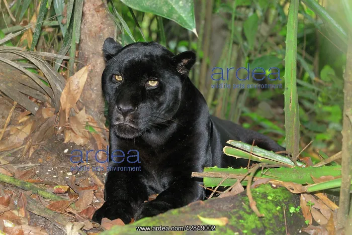 : Black Jaguar Panther : Black Jaguar Panther