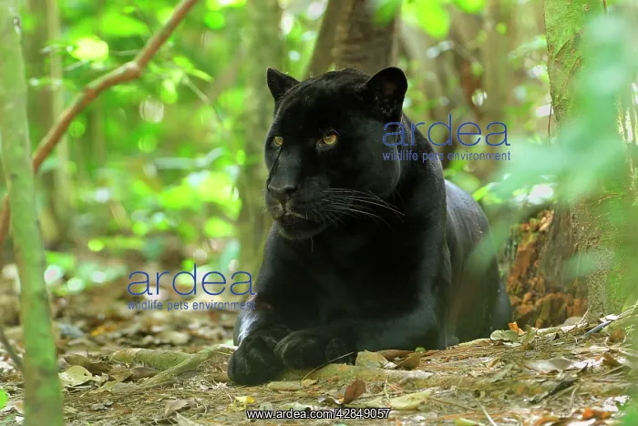 : Black Jaguar Panther : Black Jaguar Panther
