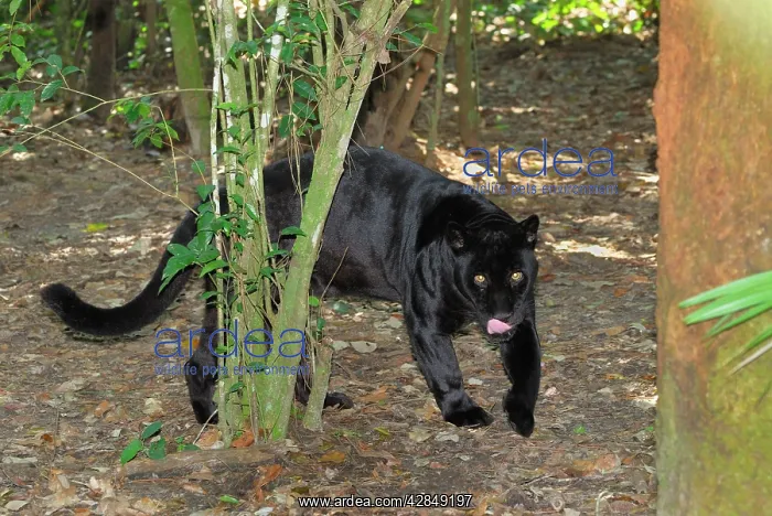 : Black Jaguar Panther : Black Jaguar Panther