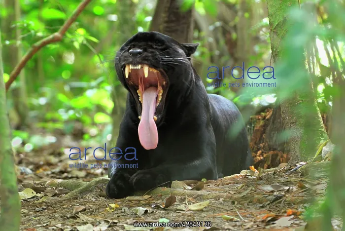  : Black Jaguar Panther, yawning