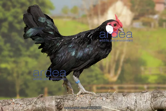  : Black Java Chicken Cockerel