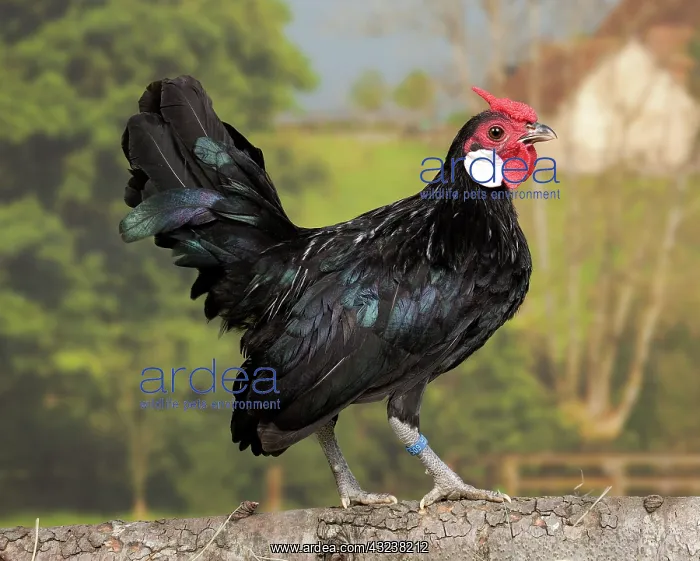  : Black Java Chicken Cockerel