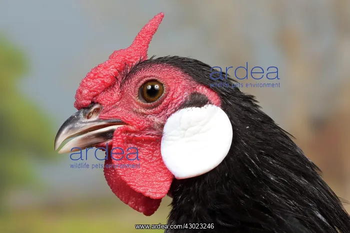  : Black Java Chicken Cockerel close-up portrait