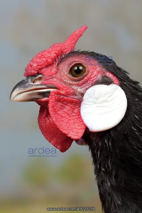 : Black Java Chicken Cockerel close-up portrait