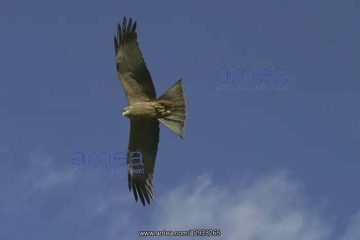 : Black Kite : Black Kite