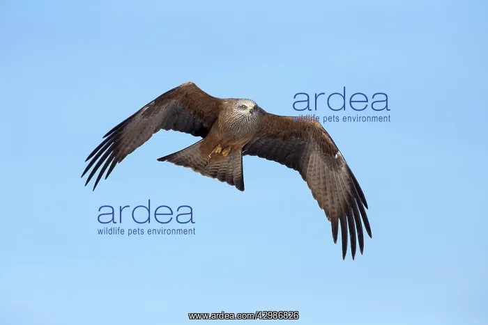 : Black Kite : Black Kite