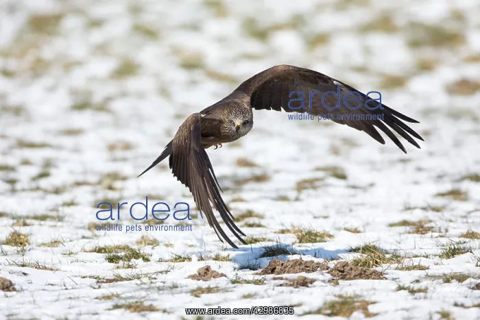 : Black Kite : Black Kite
