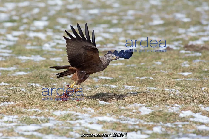: Black Kite : Black Kite