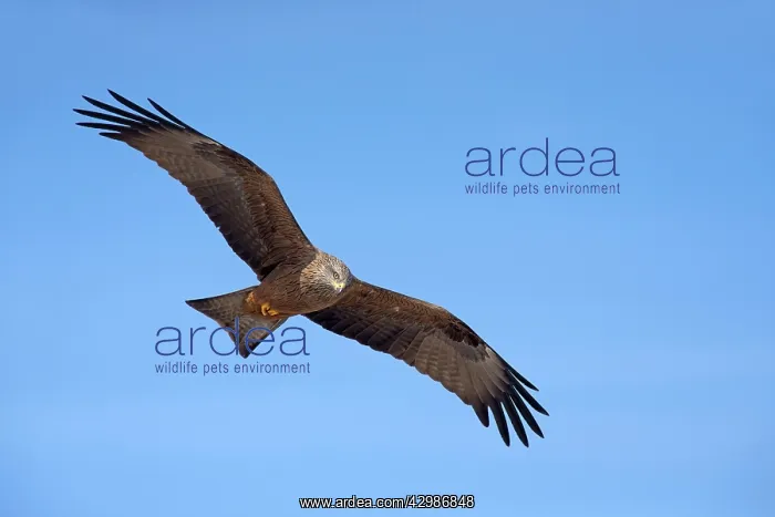 : Black Kite : Black Kite