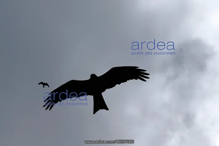 : Black Kite : Black Kite