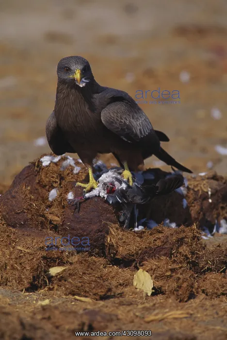 : Black Kite : Black Kite