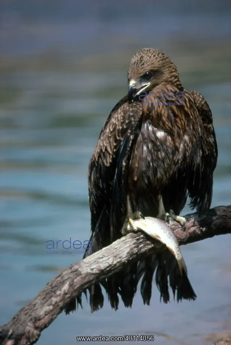 : Black Kite : Black Kite