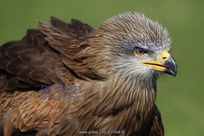 : Black Kite : Black Kite
