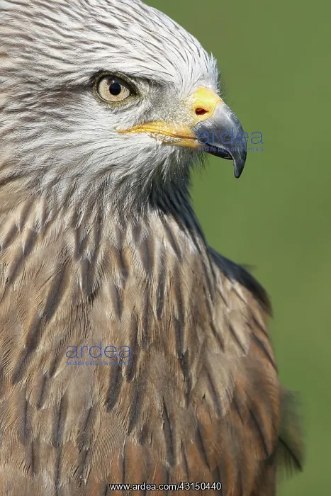 : Black Kite : Black Kite