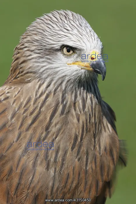 : Black Kite : Black Kite