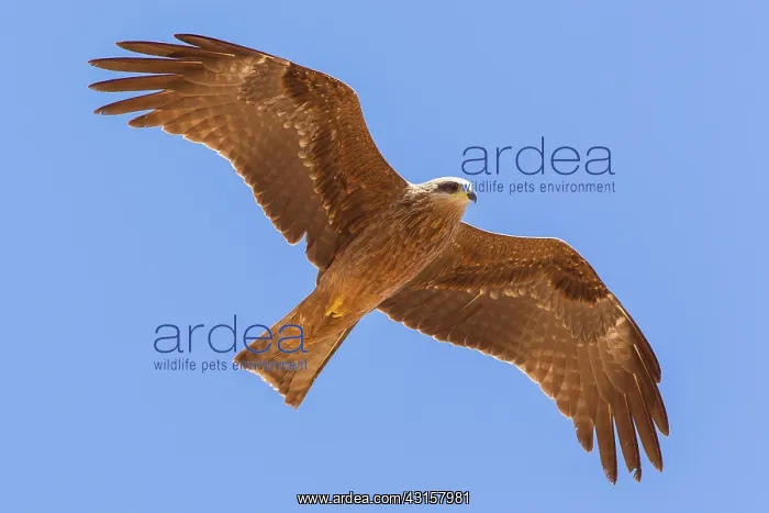 : Black Kite : Black Kite