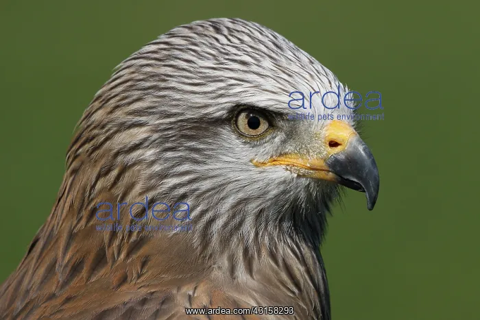 : Black Kite : Black Kite