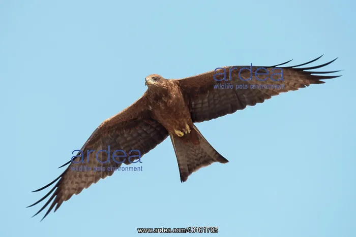 : Black Kite : Black Kite