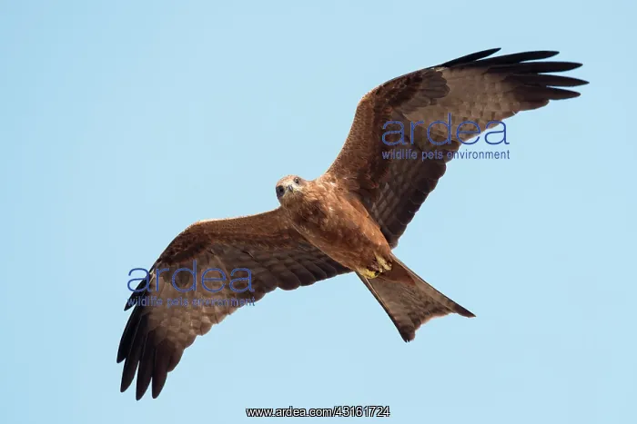 : Black Kite : Black Kite
