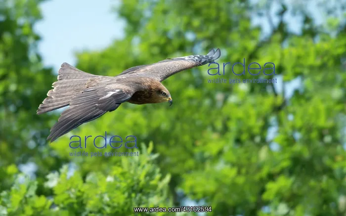 : Black Kite : Black Kite