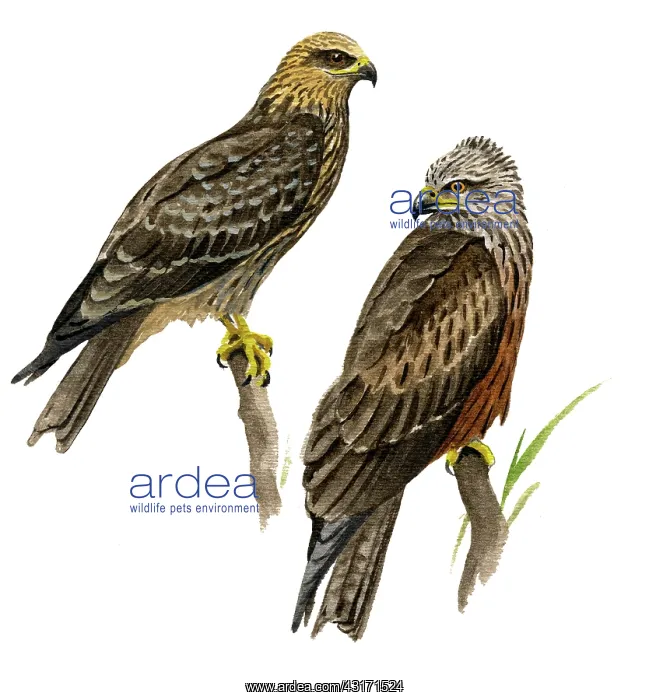 : Black Kite : Black Kite