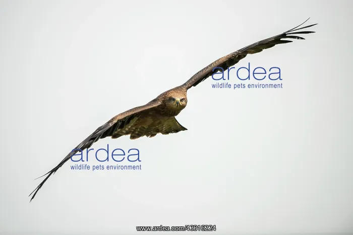 : Black Kite : Black Kite