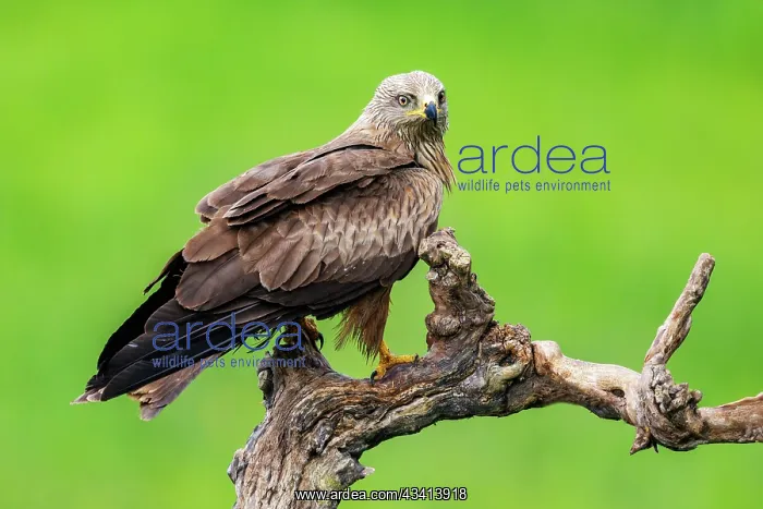 : BLACK KITE : BLACK KITE