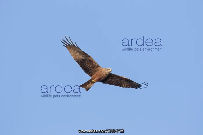  : Black Kite adult bird in flight Germany