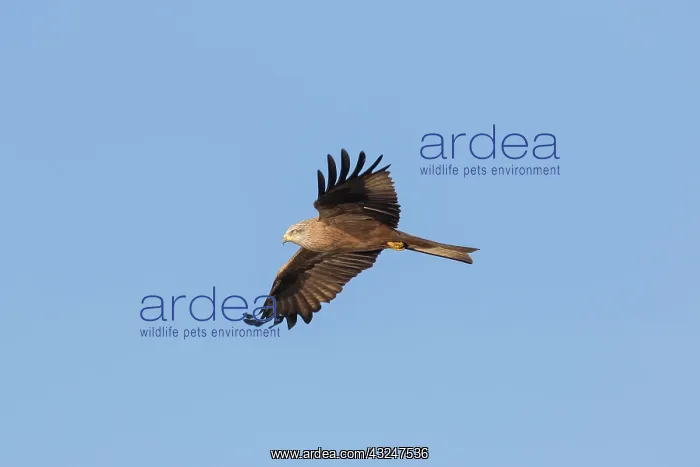  : Black Kite adult bird in flight Germany