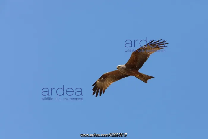 : Black Kite - adult in flight : Black Kite - adult in flight