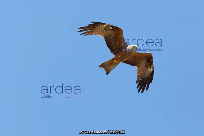 : Black Kite - adult in flight : Black Kite - adult in flight