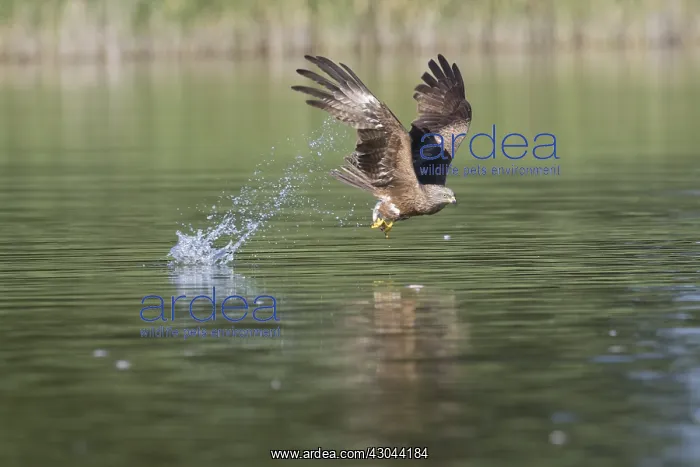: Black Kite - adult kite catching a fish - Germany : Black Kite - adult kite catching a fish - Germany
