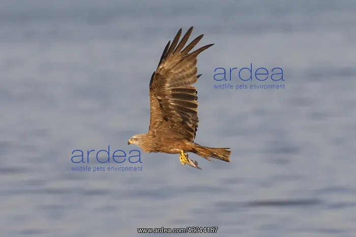 : Black Kite - adult kite in flight with a fish - Germany : Black Kite - adult kite in flight with a fish - Germany