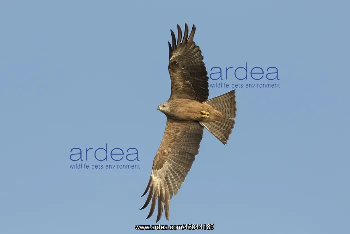  : Black Kite - adult kite in flight - Germany
