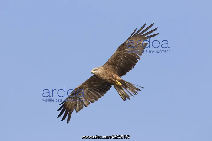  : Black Kite - adult kite in flight - Germany