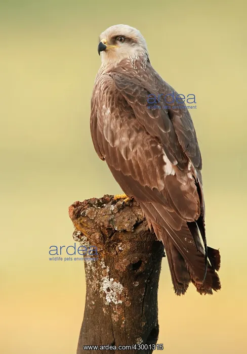 : Black Kite adult perched on branch : Black Kite adult perched on branch