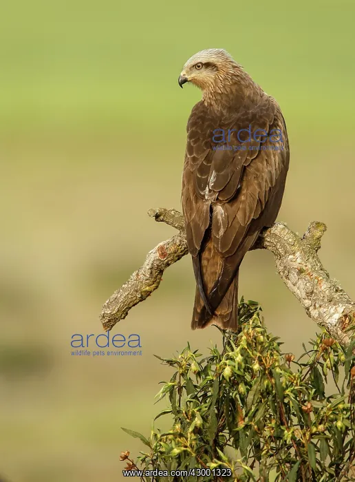 : Black Kite adult perched on branch : Black Kite adult perched on branch