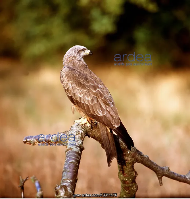  : BLACK KITE - On branch