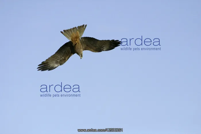 : Black Kite - Diving towards food item : Black Kite - Diving towards food item