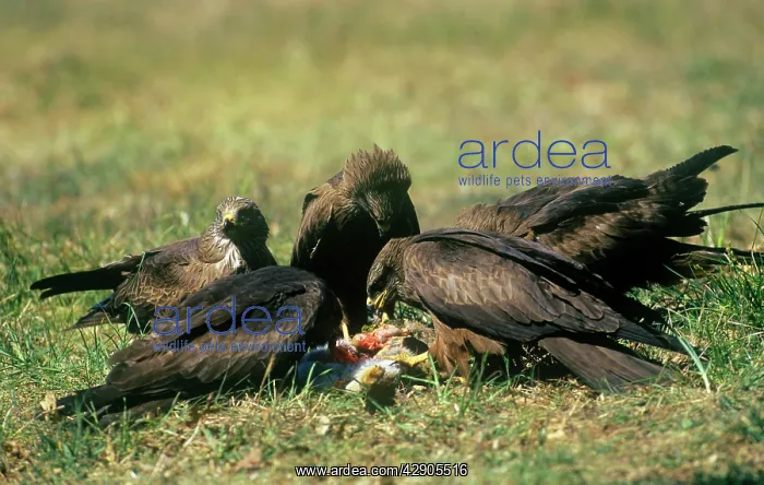 : Black Kite - feeding on carrion togetherS : Black Kite - feeding on carrion togetherS