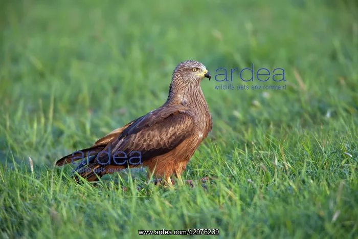 : Black Kite - on field feeding on carrion : Black Kite - on field feeding on carrion