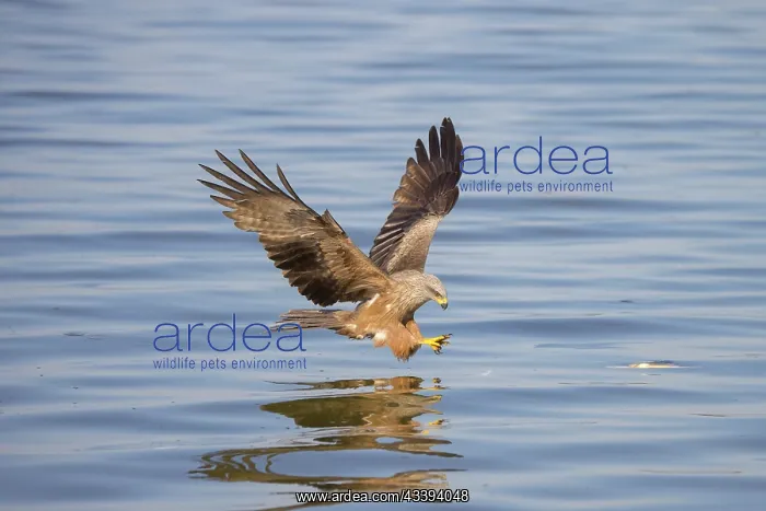 : Black Kite fish : Black Kite fish