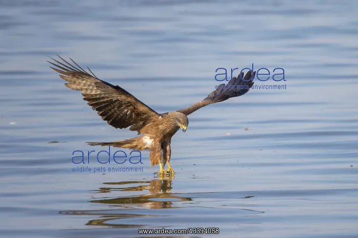 : Black Kite fish : Black Kite fish