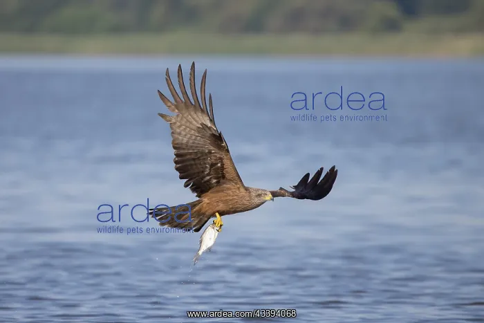 : Black Kite fish : Black Kite fish