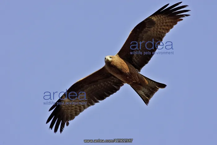 : Black Kite - in flight : Black Kite - in flight